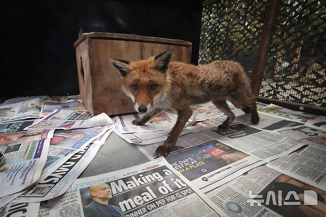 <font style="vertical-align: inherit;"><font style="vertical-align: inherit;">[켄트=AP/뉴시스] 5월 22일(현지 시간) 영국 켄트 주 톤브리지 인근 더 폭스 프로젝트가 운영하는 병원에서 구조된 여우가 활동하고 있다. 2025.06.10.</font></font>