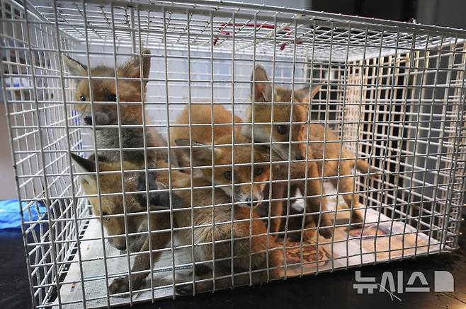 <font style="vertical-align: inherit;"><font style="vertical-align: inherit;">[켄트=AP/뉴시스] 5월 22일(현지 시간) 영국 켄트 주 톤브리지 인근 더 폭스 프로젝트가 운영하는 병원에서 새끼 여우들이 자연으로 돌아갈 준비를 하고 있다. 2025.06.10.</font></font>