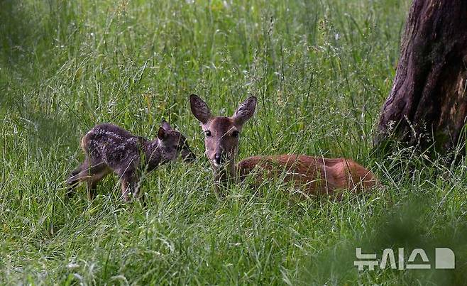 [제주=뉴시스] 제주 야생 노루와 새끼 모습. (사진=노루생태관찰원 제공) 2025.06.11. photo@newsis.com *재판매 및 DB 금지