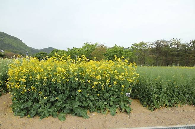 [세종=뉴시스] 국산 유채유가 외국산 위주의 국내 식용유 시장에서 건강한 대체품으로 떠오르고 있다. 농촌진흥청은 국산 유채유의 기능성과 풍미를 바탕으로 식용유 자급률을 높이고, 수입 의존도를 완화하기 위해 유채유 생산과 소비 확대를 추진하고 있다. 사진은 품종 중 '유려'의 모습. (사진 = 농진청 제공) 2025.06.11.  *재판매 및 DB 금지