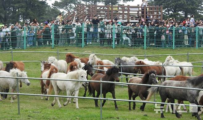 [제주=뉴시스] 오영재 기자 = 20일 오전 제주시 516도로 마방목지에서 열린 ‘2025 제주마 입목 문화축제'에서 도민과 관광객들이 천연기념물 제347호인 제주마 100여마리의 입목 퍼포먼스를 관람하고 있다. 2025.11.20. oyj4343@newsis.com