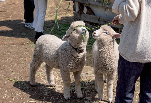 <해피초원목장>에서는 초지에서 자유롭게 생활하는 한우를 비롯해 양·염소·조랑말 등 다양한 동물들과 교감할 수 있다.