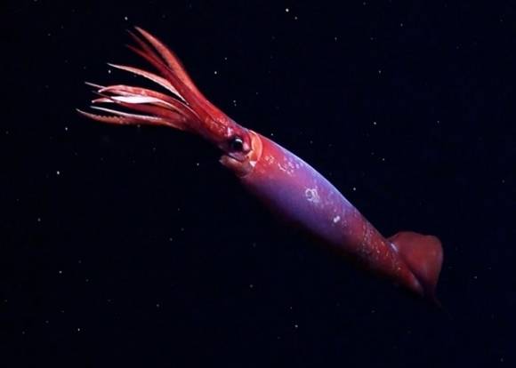 미국 슈미트해양연구소 연구진이 지난해 12월 수심 2152m 지점의 남극 깊은 바다에서 촬영한 남극 고나투스 오징어(학명 Gonatus antarcticus)의 모습. 내셔널 지오그래픽 제공