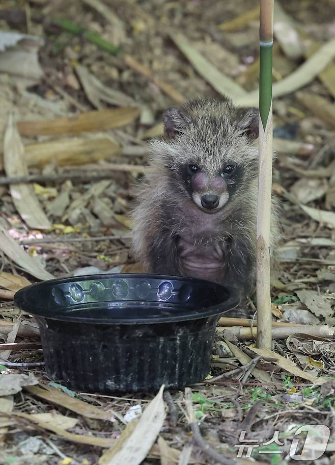 11일 광주 광산구 장덕공원에서 발견된 새끼 너구리의 모습. 2025.6.11/뉴스1 ⓒ News1 이승현 기자