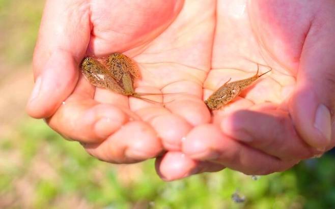 괴산 감물면에서 발견된 긴꼬리 투구새우. 괴산군 제공