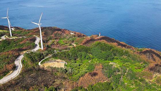 3월 의성 산불로 영덕의 산야도 큰 피해를 봤다. 검게 탄 솔숲 사이에서 창포말등대가 보인다. 손민호 기자
