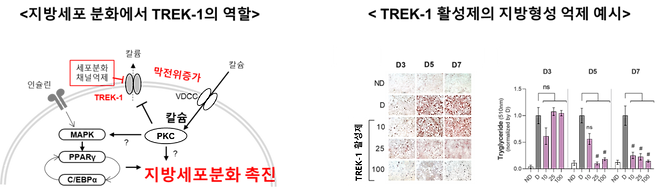 이번 연구성과 모식도.[한국식품연구원 제공]
