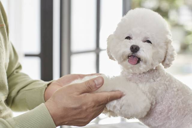 반려인 71%는 파양 등을 막고 반려동물에 대한 책임을 강화하기 위한 ‘반려동물세’ 납부에 찬성했다. 사진은 기사의 특정 내용과 관련 없음. 이미지투데이
