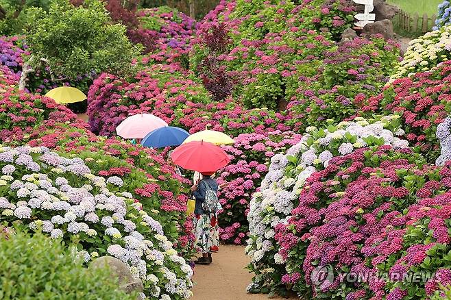 제주, 이른 장마 시작 (서귀포=연합뉴스) 박지호 기자 = 제주도에 이른 장마가 시작된 12일 오전 제주 서귀포시 안덕면 덕수리 카페 마노르블랑을 찾은 관광객이 우산을 쓰고 수국이 만개한 정원을 산책하고 있다. 2025.6.12 jihopark@yna.co.kr