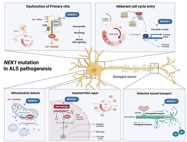 루게릭병 발병에 NEK1 변이가 미치는 영향 [한양대 노민영 연구교수 제공. 재판매 및 DB 금지]