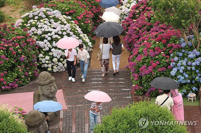 제주, 이른 장마 시작 (서귀포=연합뉴스) 박지호 기자 = 제주도에 이른 장마가 시작된 12일 오전 제주 서귀포시 안덕면 덕수리 카페 마노르블랑을 찾은 관광객이 우산을 쓰고 수국이 만개한 정원을 산책하고 있다. 2025.6.12 jihopark@yna.co.kr