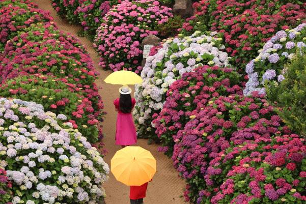제주도에 이른 장마가 시작된 지난 12일 오전 제주 서귀포시 안덕면 덕수리 카페 마노르블랑을 찾은 관광객이 우산을 쓰고 수국이 만개한 정원을 산책하고 있다.(사진=연합뉴스)