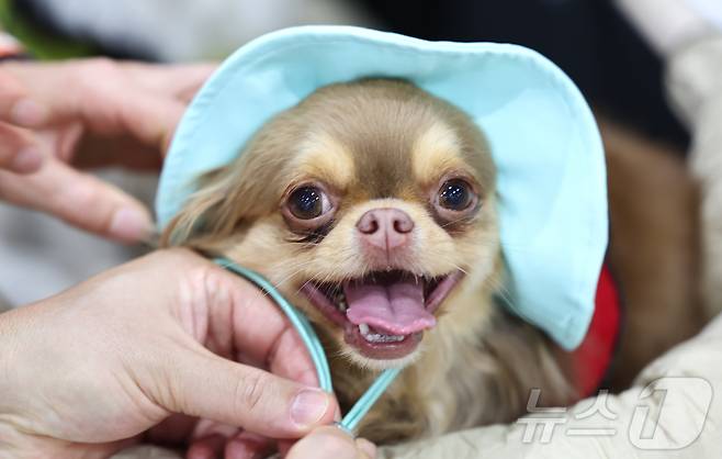 13일 서울 강서구 코엑스 마곡에서 열린 '2025 케이펫페어'에서 관람객들이 반려견에게 여름모자를 씌워주고 있다. 2025.6.13/뉴스1 ⓒ News1 김도우 기자