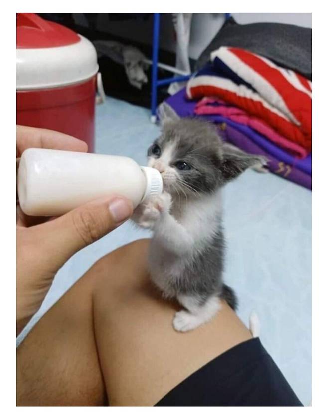 분유 다먹은 아기냥