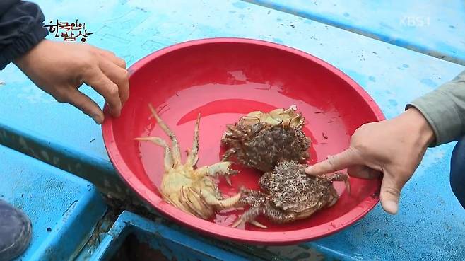 한국인의 밥상 - 왕밤송이게 된장찌개 , 왕밤송이게 찜(스압) 한국인의 밥상 - 왕밤송이게 된장찌개 , 왕밤송이게 찜.jpg