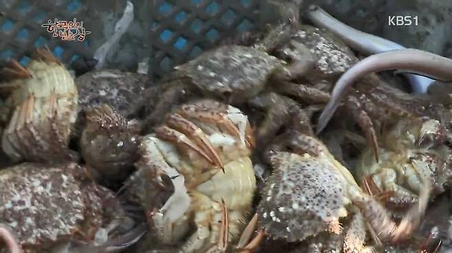 한국인의 밥상 - 왕밤송이게 된장찌개 , 왕밤송이게 찜(스압) 한국인의 밥상 - 왕밤송이게 된장찌개 , 왕밤송이게 찜.jpg