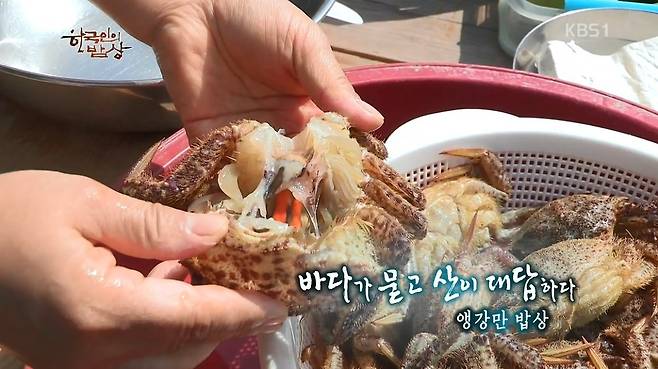 한국인의 밥상 - 왕밤송이게 된장찌개 , 왕밤송이게 찜(스압) 한국인의 밥상 - 왕밤송이게 된장찌개 , 왕밤송이게 찜.jpg