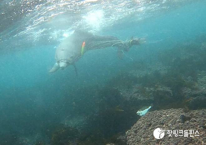 지난 2023년 11월 폐어구에 얽힌 채 발견됐던 새끼 제주남방큰돌고래 ‘종달’이 지난달부터 관찰되지 않고 있다. 사진은 지난 5월14일 또 다른 낚싯줄이 감긴 채 발견된 종달의 모습. 핫핑크돌핀스 제공