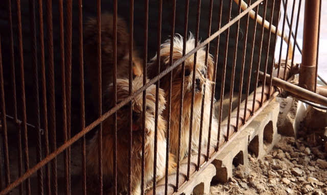 적발된 불법 번식장의 개들은 소위 '품종견'들이 대부분이었지만, 제대로 관리가 되지는 않았다. 동물자유연대 제공