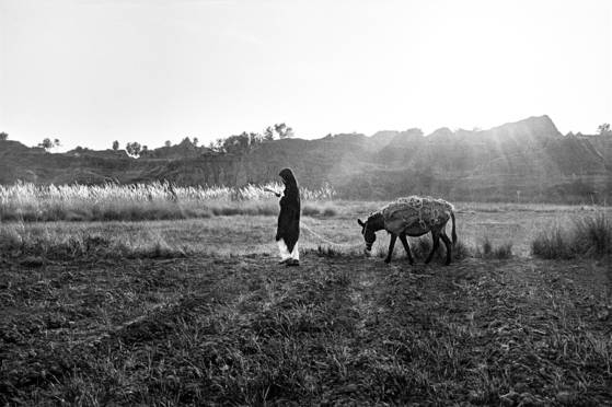 박노해 사진 ‘밀밭 사이로 걷는 독서’.