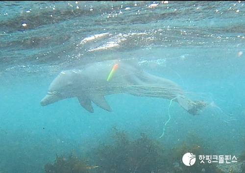 ▲ 다시 낚싯줄에 얽힌 ‘종달이’. 핫핑크돌핀스 제공