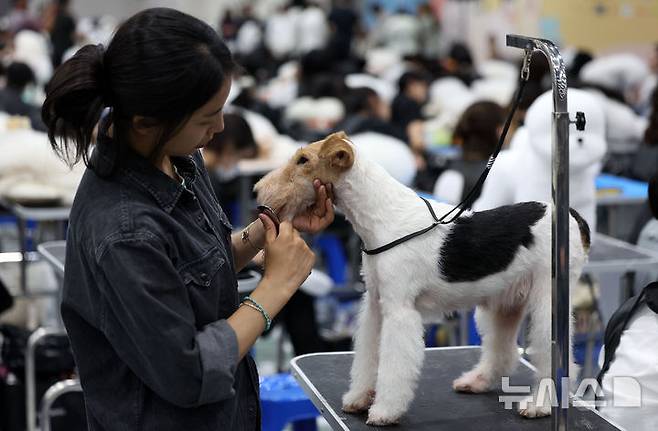 [서울=뉴시스] 김선웅 기자 = 13일 서울 서초구 aT센터에서 열린 제112회 KKF 전국 애견미용 콘테스트에서 참가 선수들이 애견 미용 실력을 선보이고 있다. 2025.06.13. mangusta@newsis.com
