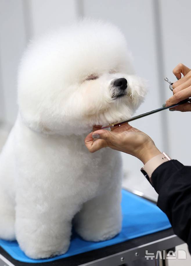 [서울=뉴시스] 김선웅 기자 = 13일 서울 서초구 aT센터에서 열린 제112회 KKF 전국 애견미용 콘테스트에서 참가 선수들이 애견 미용 실력을 선보이고 있다. 2025.06.13. mangusta@newsis.com