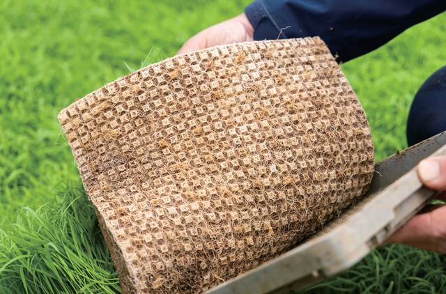 유기농 영양제를 시비해 모가 튼튼하고 뿌리의 매트 형성이 좋다.