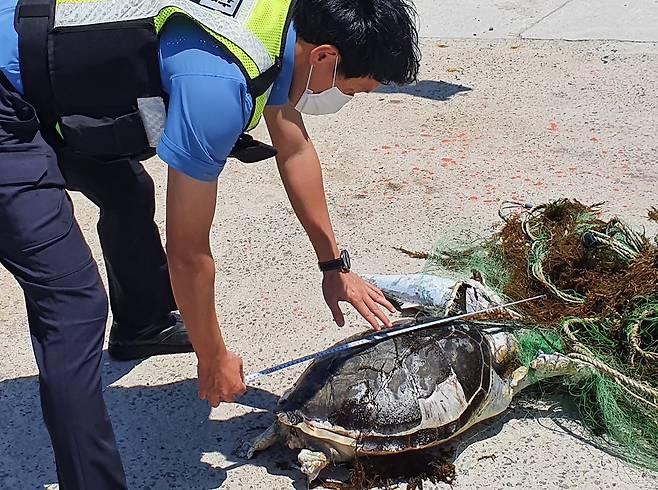 폐그물에 걸린 멸종위기 푸른바다거북 사체 발견 [제주해양경찰서 제공. 재판매 및 DB 금지] photo@yna.co.kr