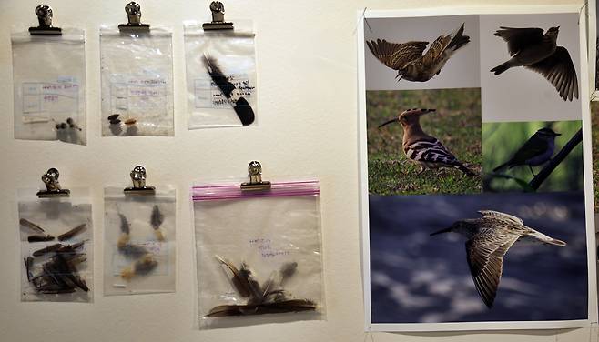 이우만이 가파도에서 채집한 새 깃털과 촬영한 새 사진 ⓒ제주의소리