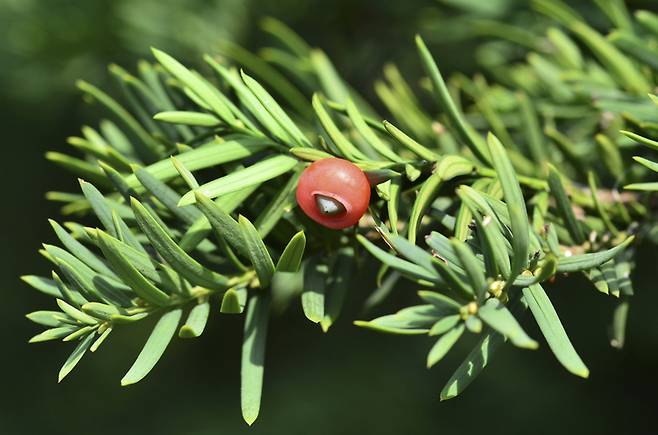파클리탁셀 2g을 얻기 위해 아주 천천히 자라는 주목나무 껍질과 잎이 10t이나 필요하다. [사진= 게티이미지뱅크]