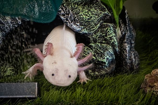 멕시코 도롱뇽 아홀로틀(axolotl)은 웃고 있는 것 같은 귀여운 표정만큼 탁월한 재생능력으로도 유명하다. [사진=게티이미지뱅크]