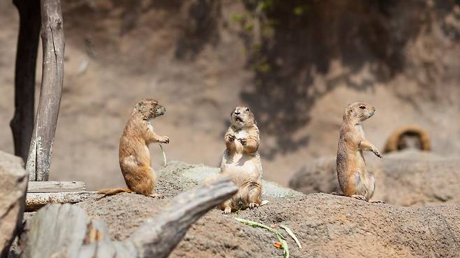 프레리들쥐는 뇌의 보상 중추에 옥시토신 수용체가 많이 분포해 있다