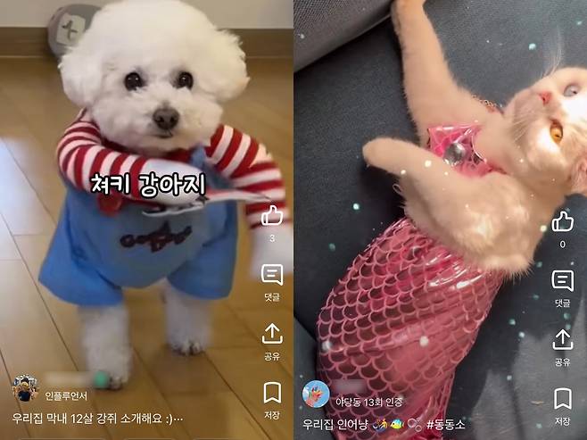 지역 커뮤니티 당근에서 열린 '#동동소(동네동물소개)' 이벤트에 올라온 '처키 강아지'와 '인어공주 고양이' 영상. /당근