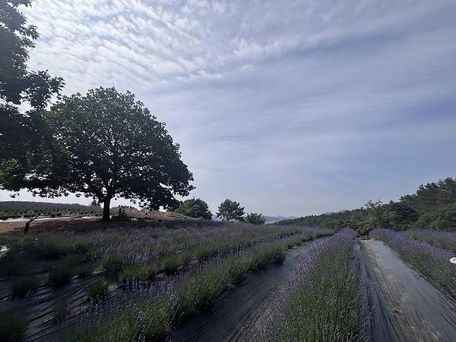 떡갈나무와 라벤더정원. 황소영 기자 fangso@donga.com