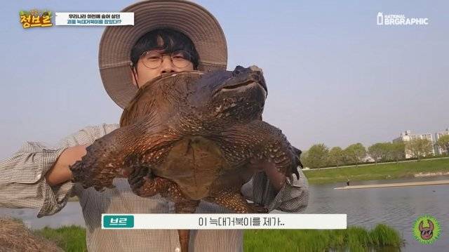 29PK98KN6O_1.jpg 생태계 교란종 "늑대거북"이 위험한 이유