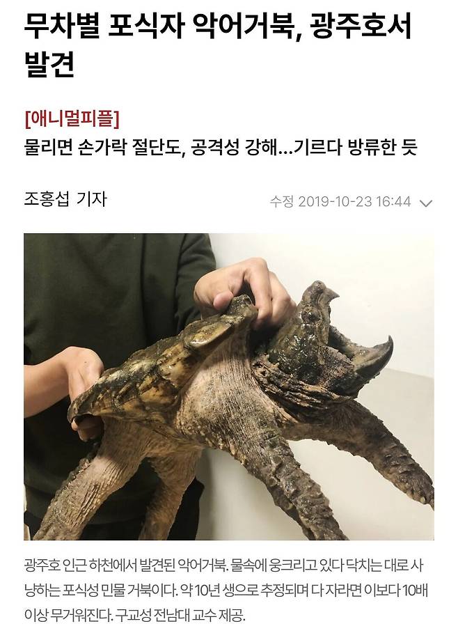 생태계 교란종 "늑대거북"이 위험한 이유