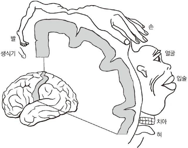 뇌 마루엽은 다양한 신체 부위로부터 오는 감각들을 체계적이고 지형학적인 양상으로 수용한다. 이 지도를 호문쿨루스라고도 한다. 촉각 민감도가 가장 큰 신체 부위들이 겉질 면적을 가장 넓게 차지한다. 까치글방 제공