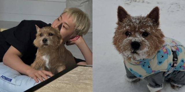 세븐틴 호시와 반려견 라떼 인스타그램 @kwon.latte_