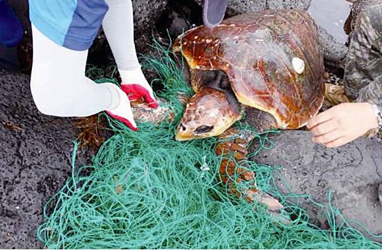 지난 2020년 6월 서귀포시 안덕면 사계리 해안에서 그물에 걸린 채 발견된 붉은바다거북의 모습. 제주대 해양과학대학 김병엽 교수 제공