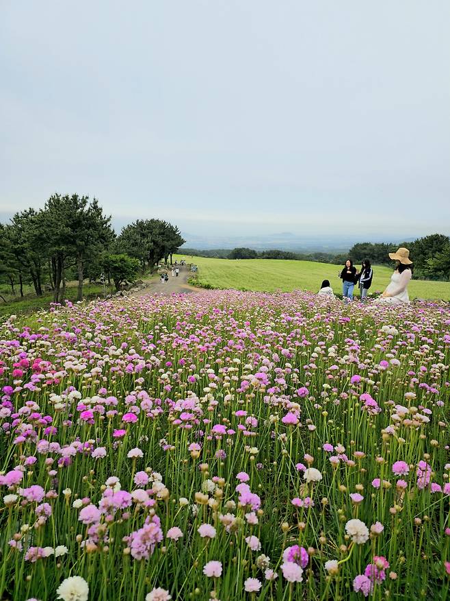 오라동 밀밭과 아르메니아.