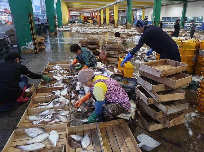 용가자미 분류 작업 [촬영 장지현]
