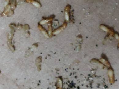 작년 4월 서울 금천구에 있는 물류창고에서 발견된 외래 흰개미의 모습 [논문 캡처. 재판매 및 DB 금지]