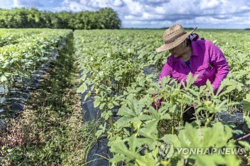 미국 플로리다의 농장에서 일하는 이민자 [EPA=연합뉴스 자료사진]