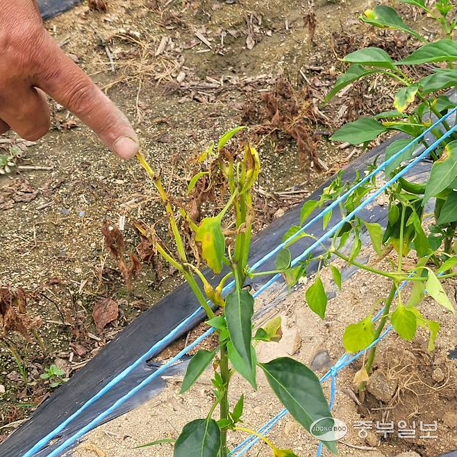 A씨의 고추밭 일부. 고춧대와 고춧잎이 누렇게 변해 죽어가고 있다. 김웅섭기자