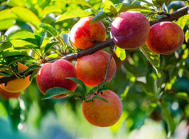 /클립아트코리아