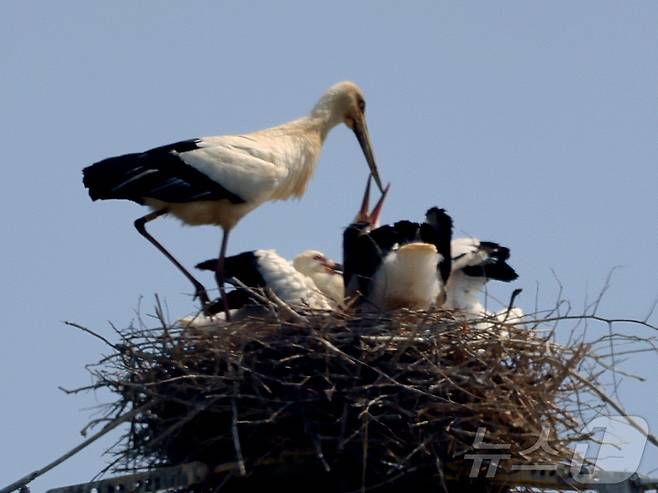 13일 전남 나주 부덕동 고압 철탑 위에서 발견된 멸종위기 야생동물이자 천연기념물인 황새. (광주환경운동연합 제공. 재판매 및 DB 금지) 2025.5.13/뉴스1