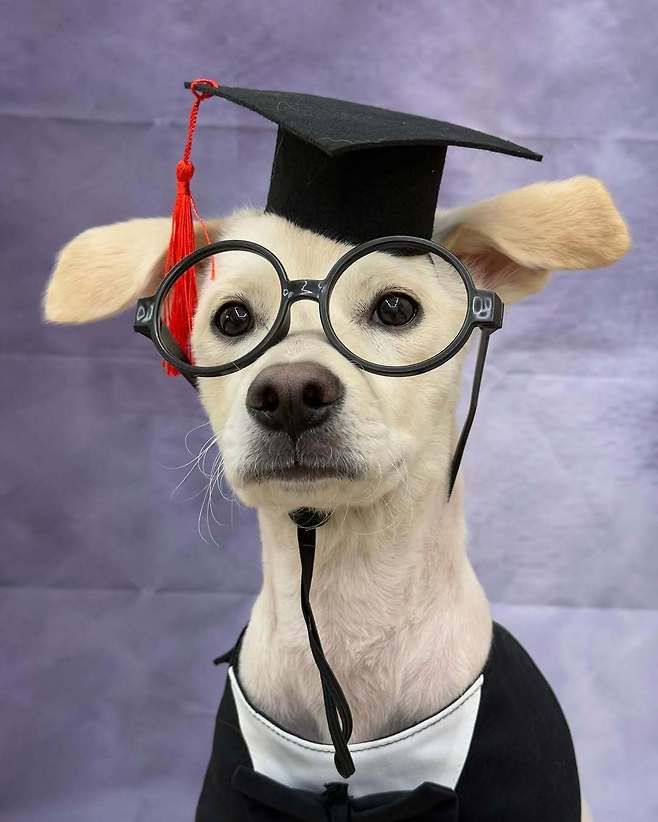 강아지 유치원에서 미리 찍어준 유치원 졸업사진 (인스타그램 brownpokyland 제공) ⓒ 뉴스1