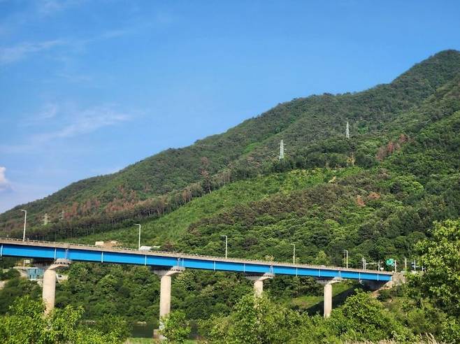 경기 가평군 청평면 대성리 인근 화야산 일대의 잣나무숲이 소나무재선충병에 감염돼 고사하면서 죽은 나무들이 붉게 변해 숲 전체가 붉은빛으로 물들고 있다. 이종구 기자