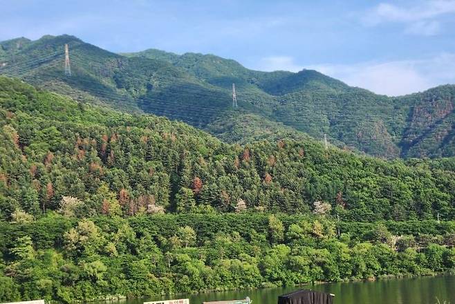 경기 가평군 청평면 대성리 인근 화야산 일대의 잣나무숲이 소나무재선충병에 감염돼 고사하면서 죽은 나무들이 붉게 변해 숲 전체가 붉은빛으로 물들고 있다. 이종구 기자